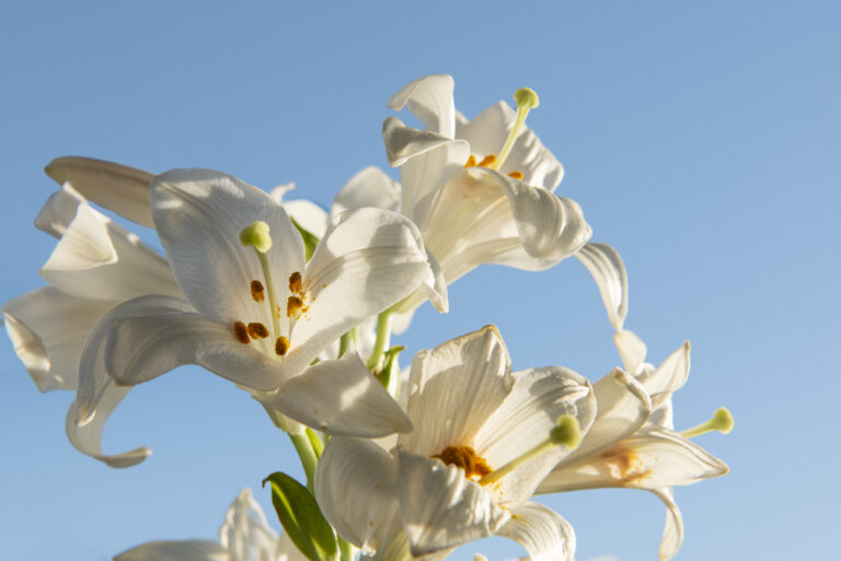 Flowers picture