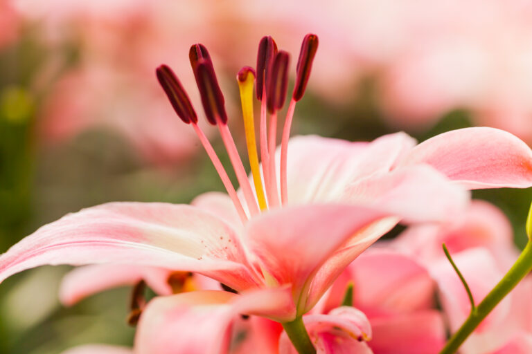 Flower image